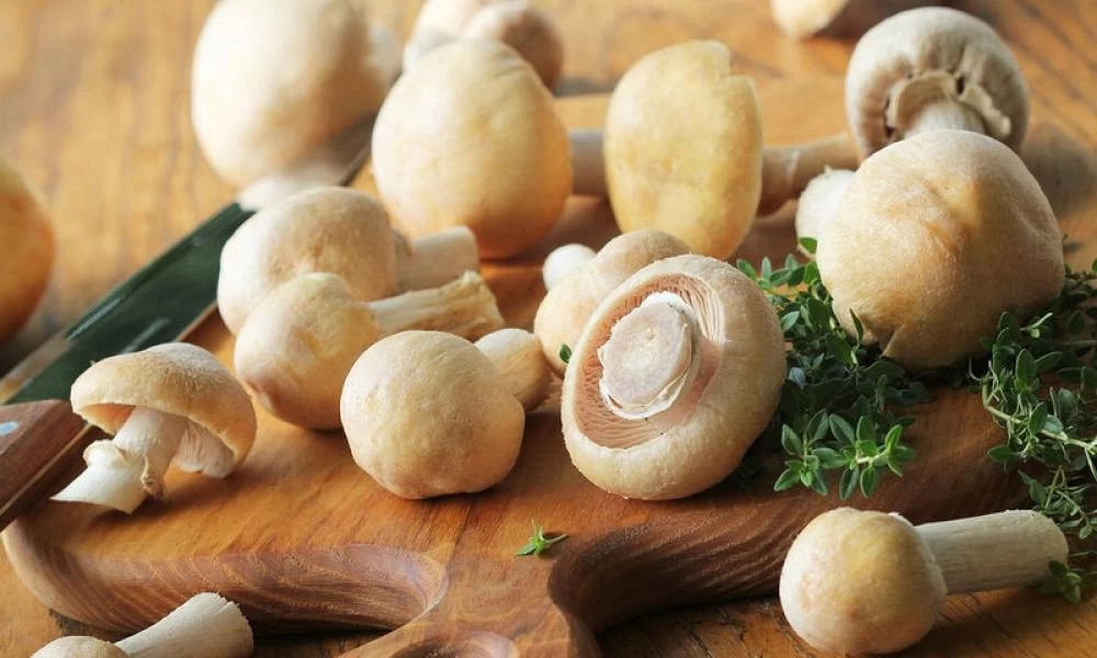 Γερμανία: Ραδιενεργά τα μανιτάρια τρεις δεκαετίες μετά το Τσερνόμπιλ